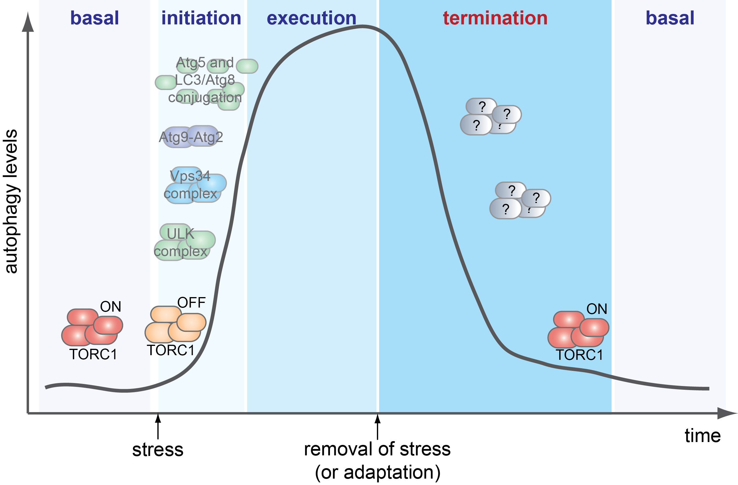 How is autophagy termination regulated?